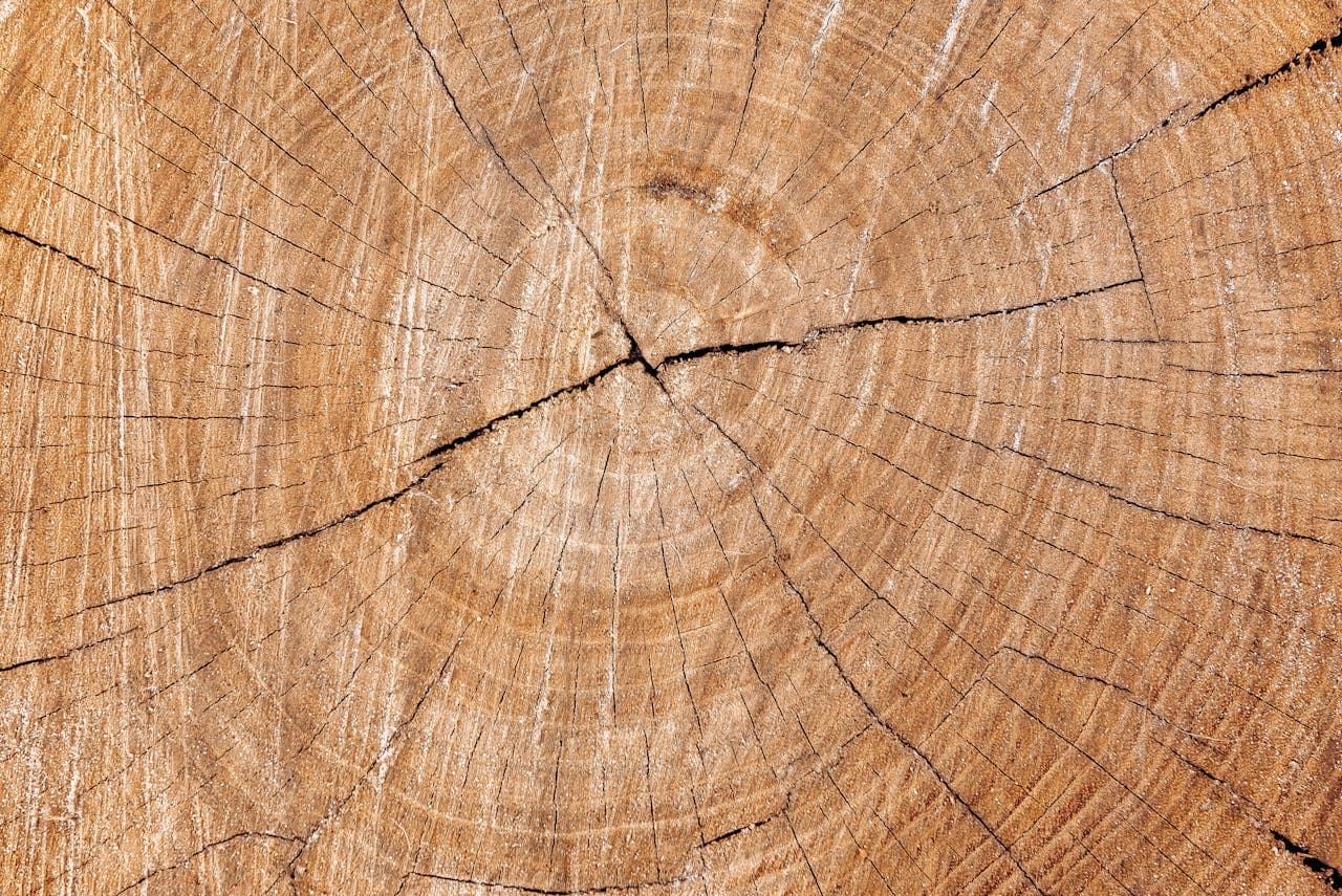 Stump Grinding — Lake Oswego