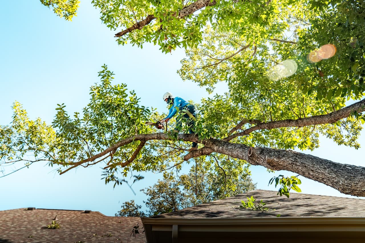 Tree Trimming — Tigard