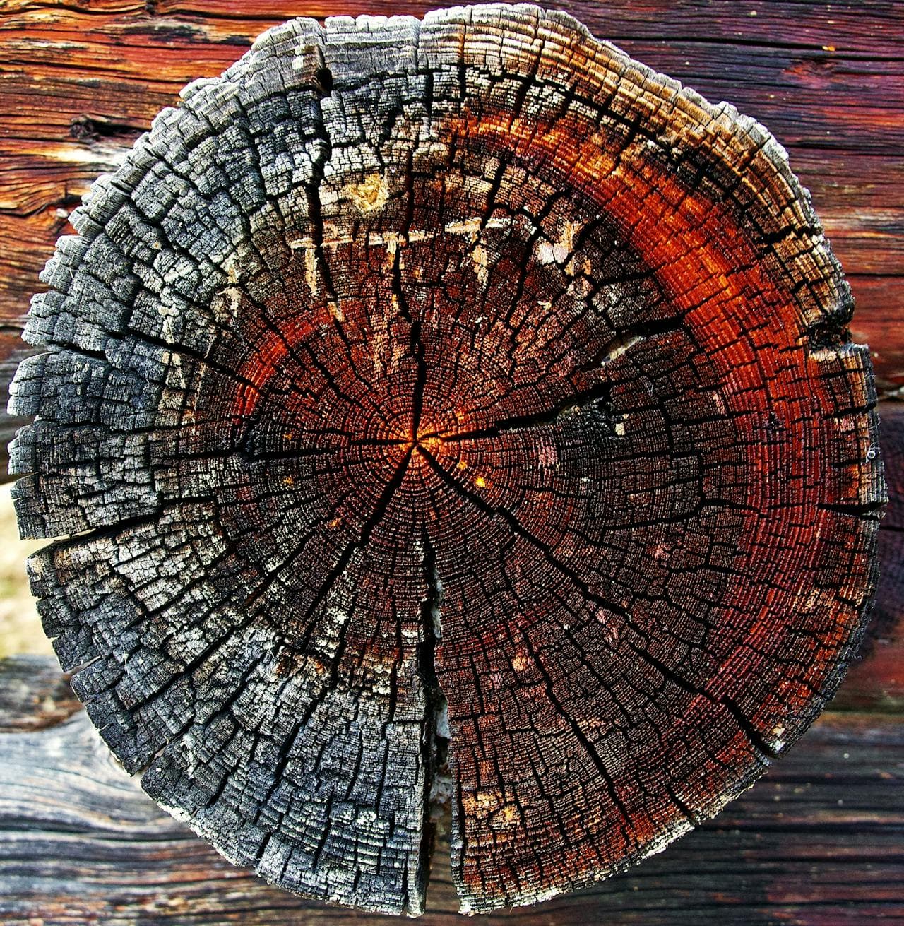 Stump grinding service with professional equipment