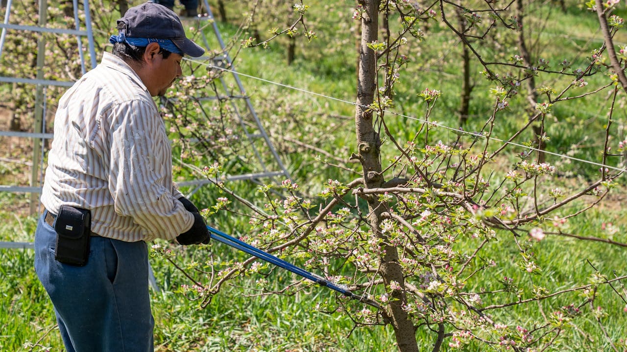 Tree trimming and pruning service